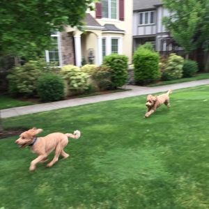 Meet your Posher, Norman